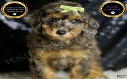 Miniature Poodle dogs for sale: Taki - Image 1