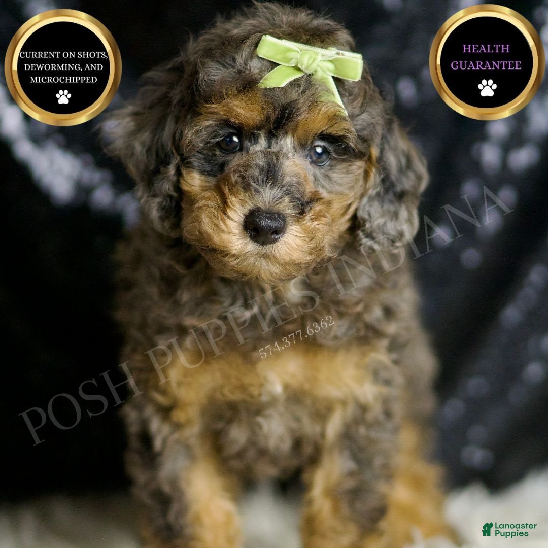 Miniature Poodle dogs for sale: Taki - Image 1
