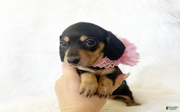Miniature Dachshund dogs for sale: Akc Lola - Image 8