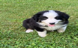 Australian Shepherd dogs for sale: Meg H6 Natural Bobtail - Image 7