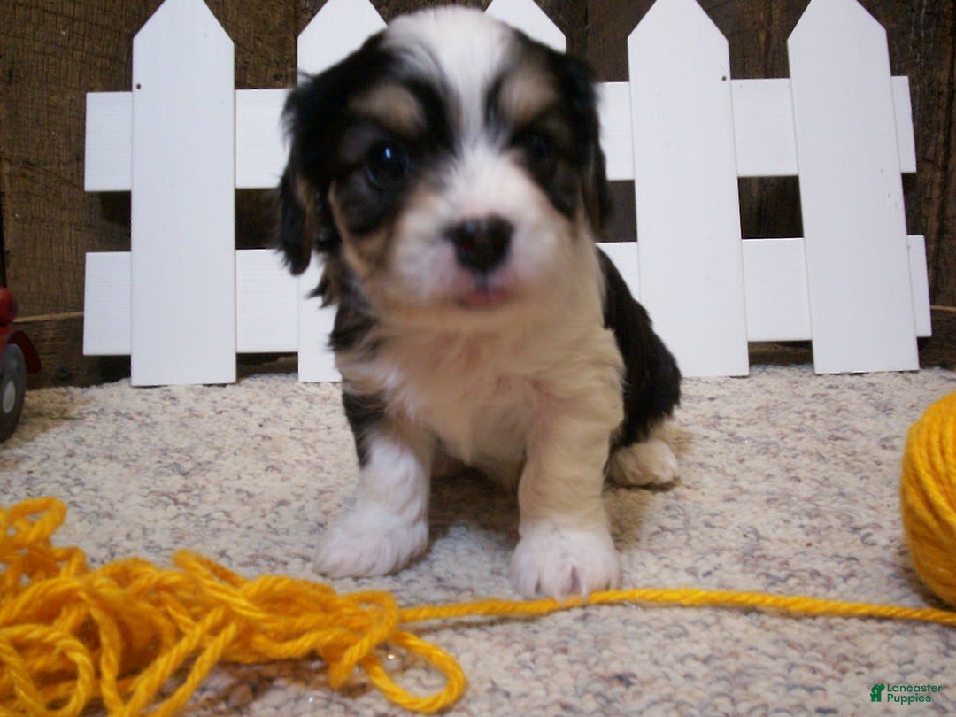 Cavachon dogs for sale: Peanut - Image 5