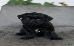Yorkiepoo dogs for sale: Sadie - Image 2