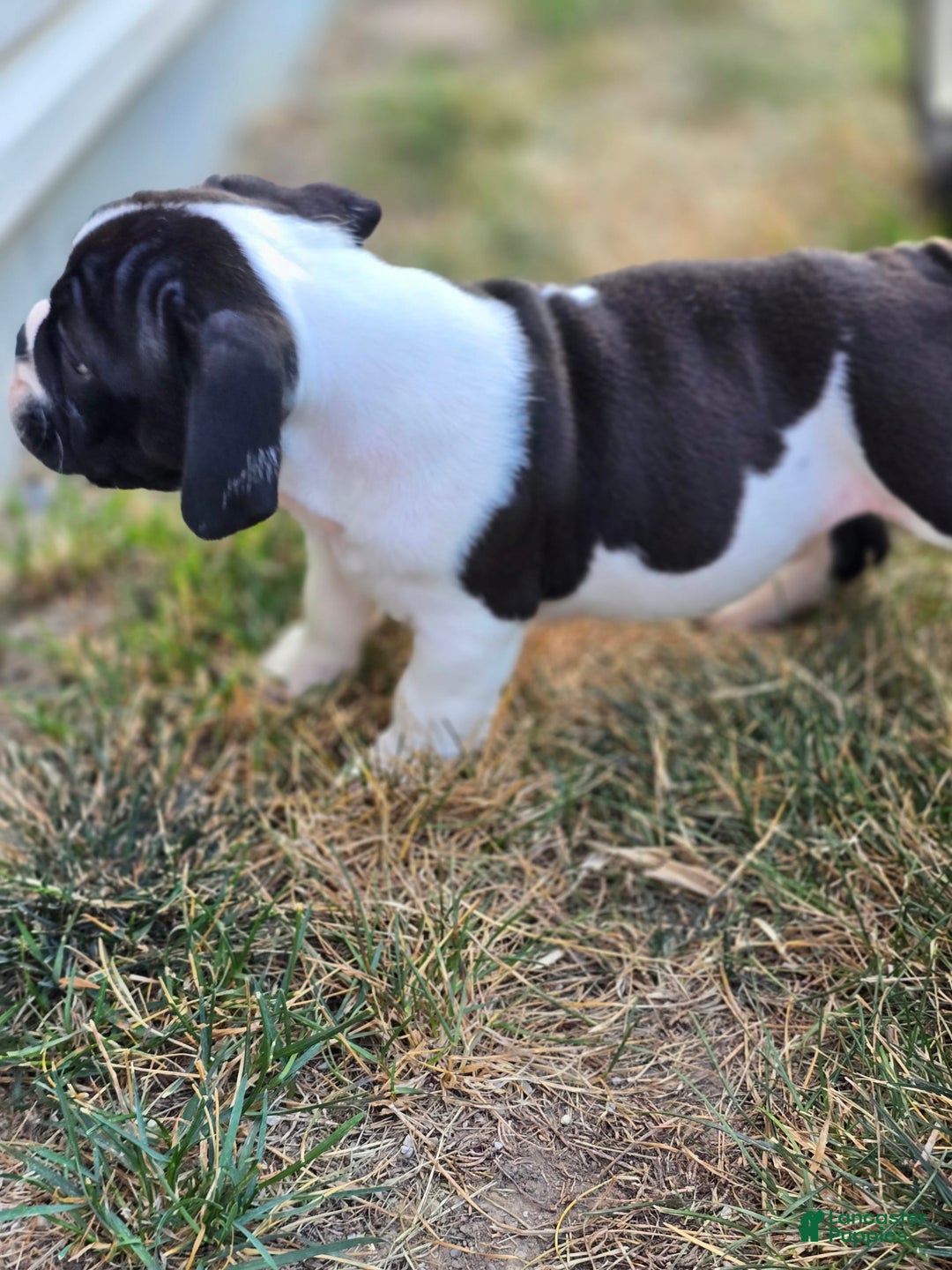 English Bulldog dogs for sale: Mack - Image 3