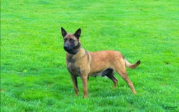 Belgian Malinois dogs for sale: Cove - Image 4
