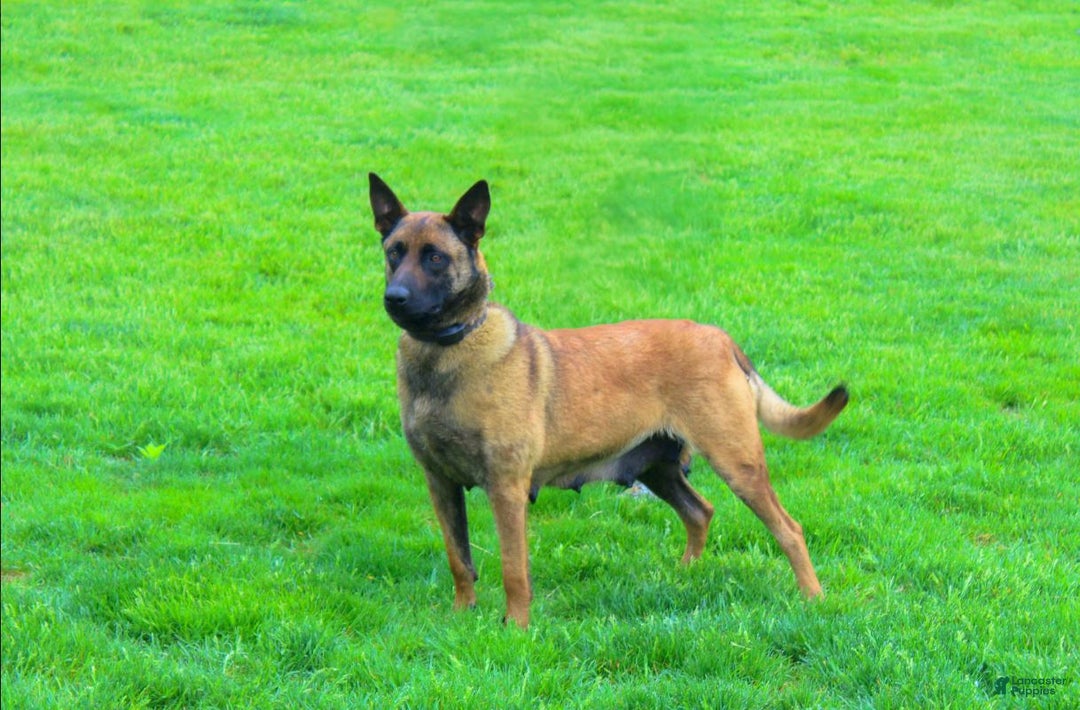 Belgian Malinois dogs for sale: Cove - Image 4