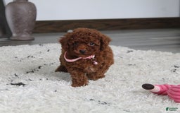 Toy Poodle dogs for sale: Elena - Image 22