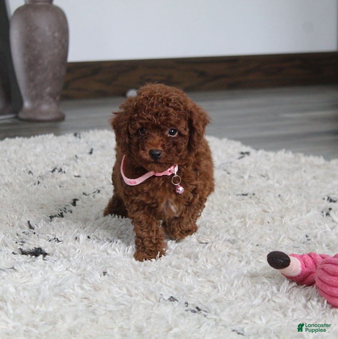 Toy Poodle dogs for sale: Elena - Image 22