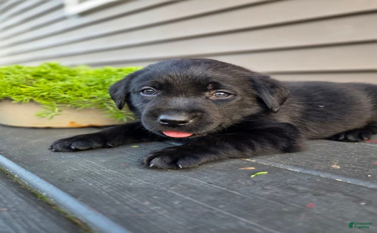 Labrador Retriever dogs for sale - Ad 2