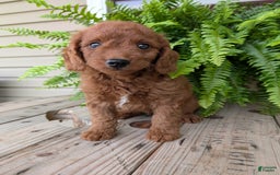 Mini Goldendoodle dogs for sale: Mini -coner - Image 41