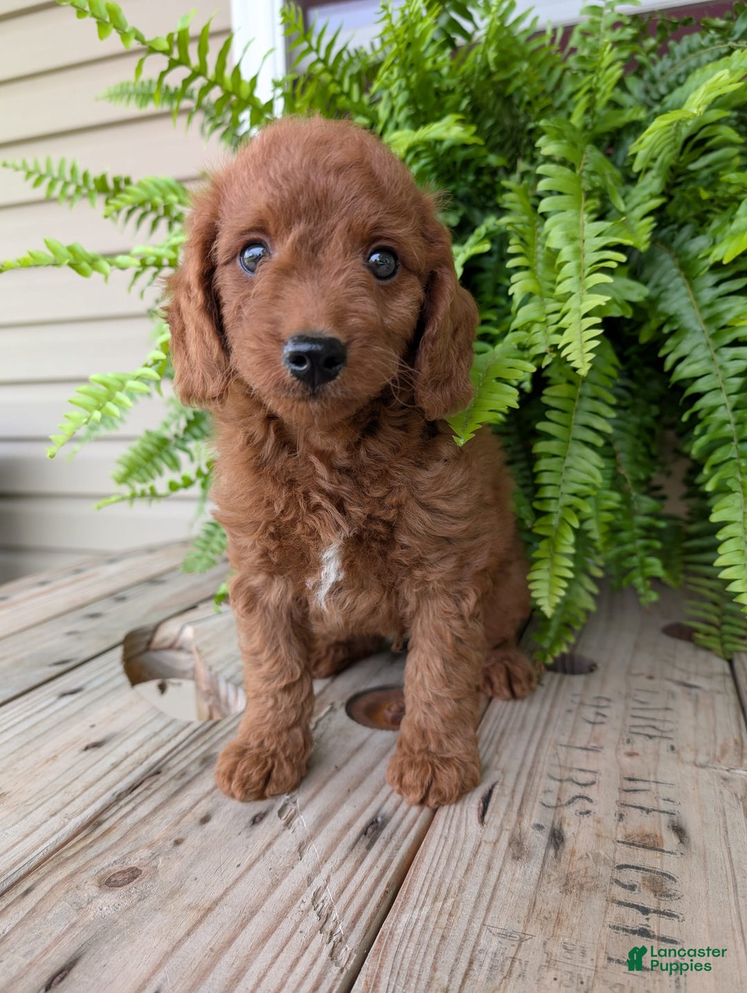 Mini Goldendoodle dogs for sale: Mini -coner - Image 41