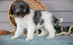 Miniature Poodle dogs for sale: Taz - Image 2