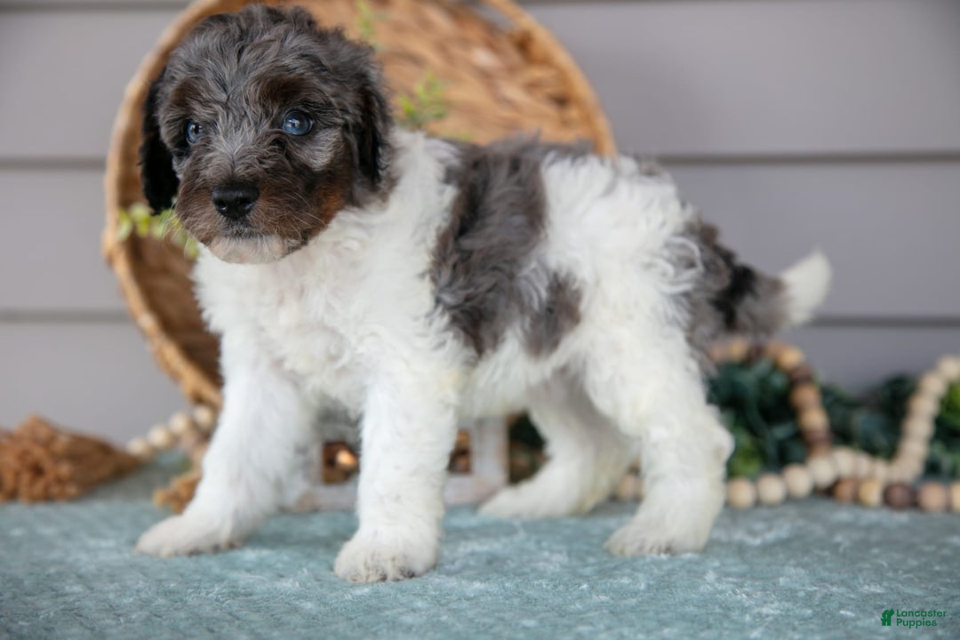 Miniature Poodle dogs for sale: Taz - Image 2