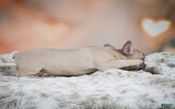 French Bulldog dogs for sale: Daisy - Image 2