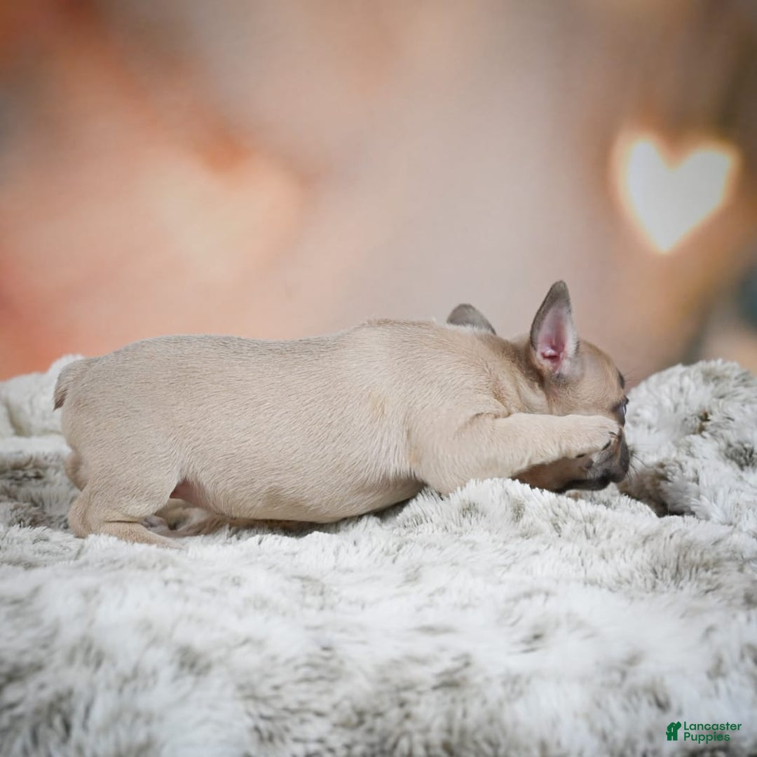 French Bulldog dogs for sale: Daisy - Image 2