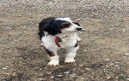 Mini Bernedoodle dogs for sale: Flinders - Image 4