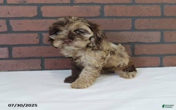 Cockapoo dogs for sale: Sunshine - Image 2