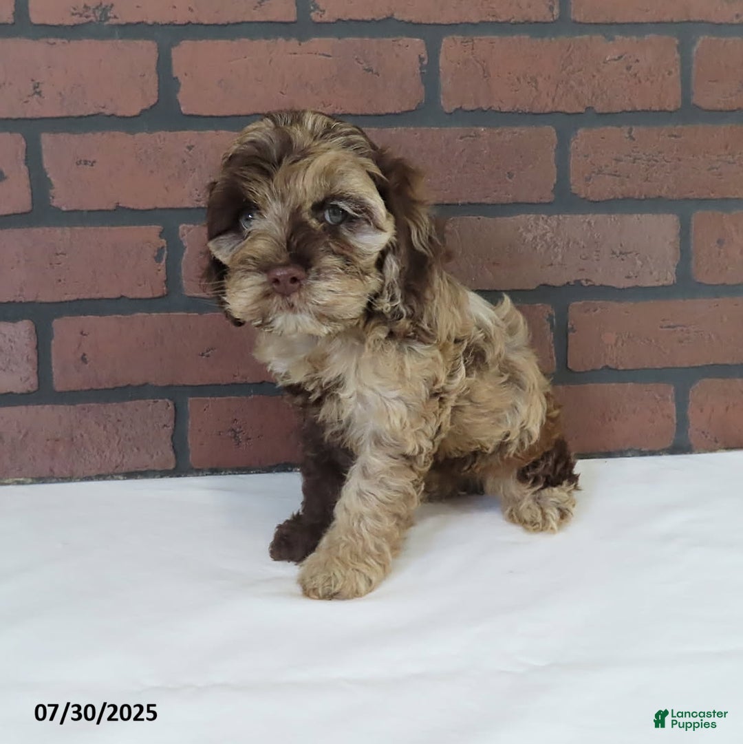 Cockapoo dogs for sale: Sunshine - Image 2