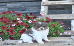 Pomeranian dogs for sale: Charm - Image 1