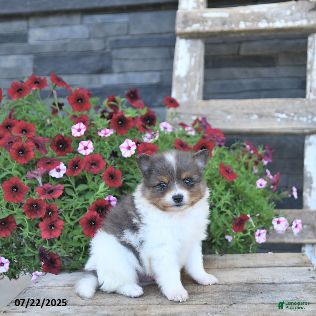 Pomeranian dogs for sale: Charm - Image 1