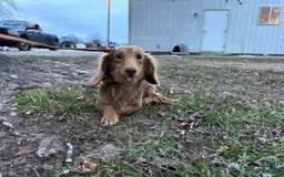 Miniature Dachshund dogs for sale: Petunia - Image 7