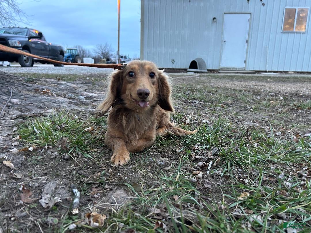 Miniature Dachshund dogs for sale: Petunia - Image 7