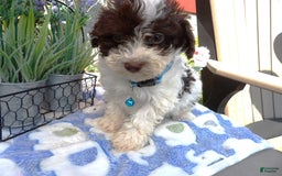 Aussiedoodle dogs for sale: Maria - Image 2