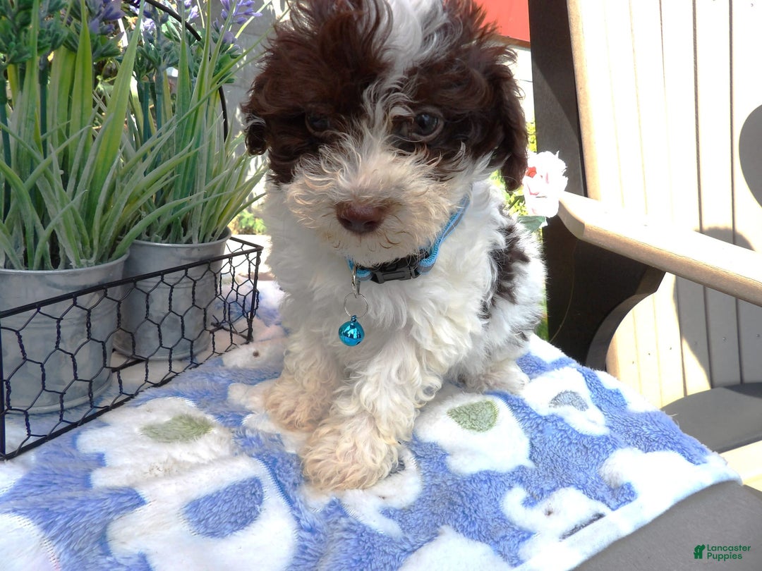 Aussiedoodle dogs for sale: Maria - Image 2