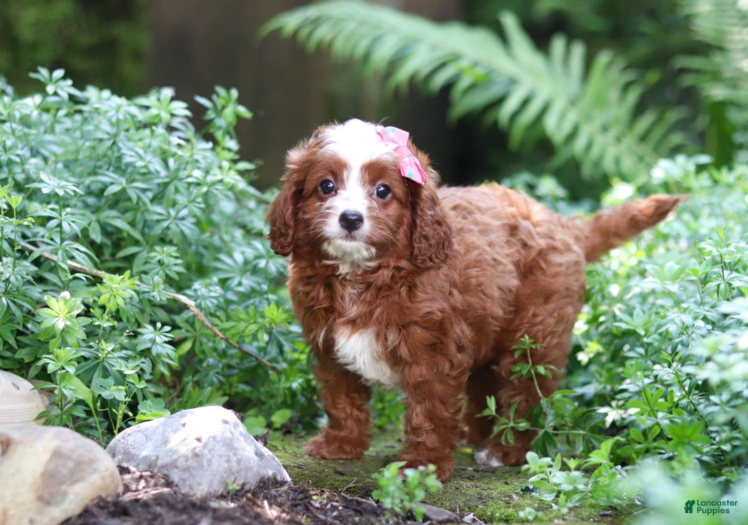 Cavapoo dogs for sale: Levy - Image 6