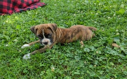 Boxer dogs for sale: Ryder - Image 7