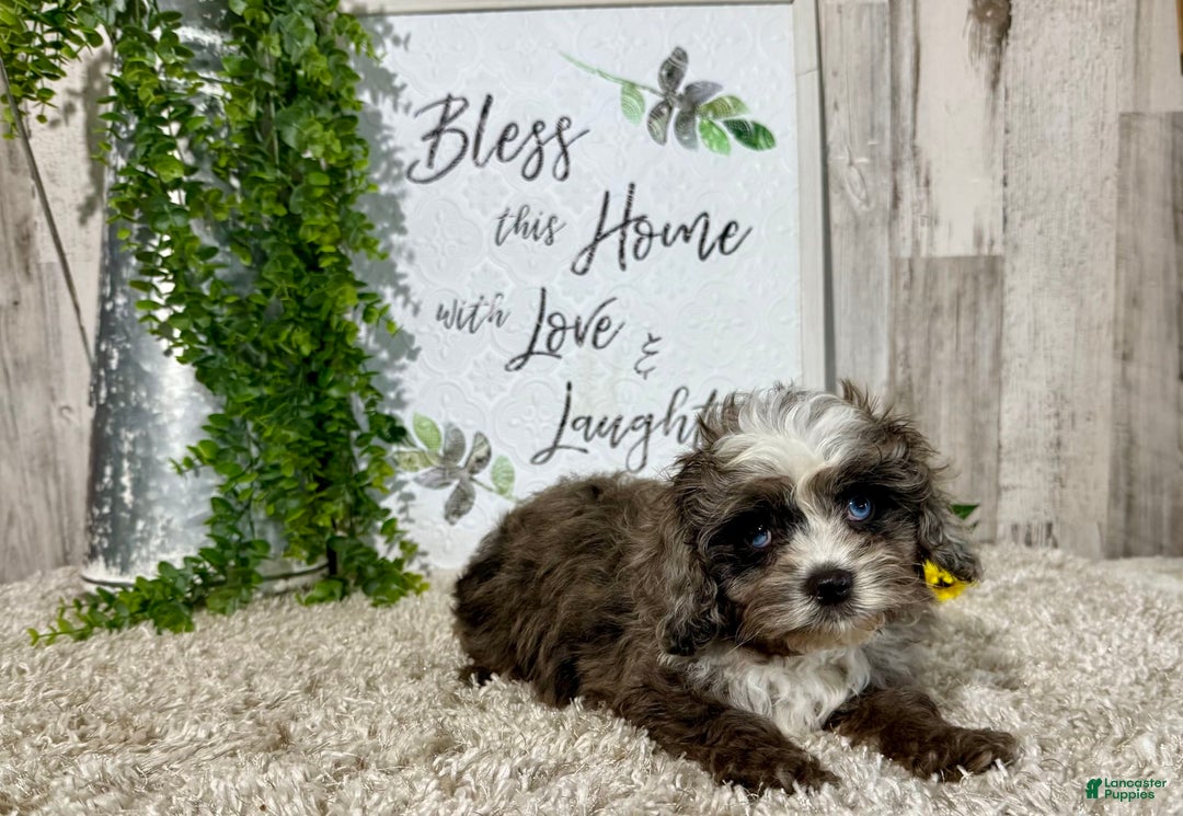 Cavapoo dogs for sale: Fable - Image 7