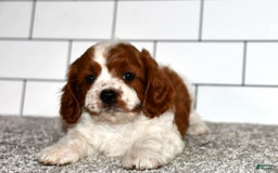 Cavapoo dogs for sale: Callie - Image 7