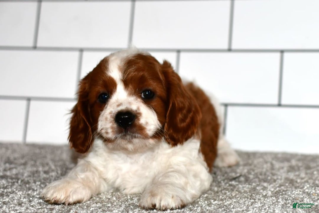 Cavapoo dogs for sale: Callie - Image 7