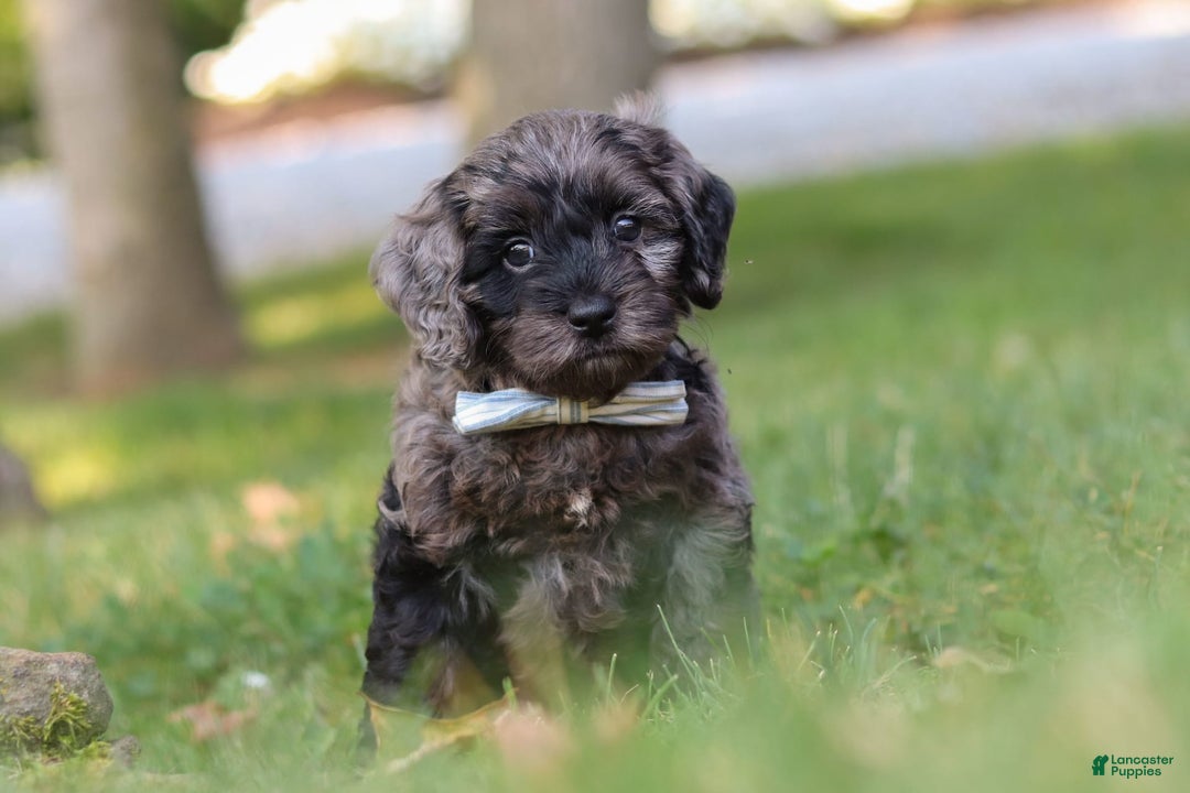 Cockapoo dogs for sale: Monty - Image 4