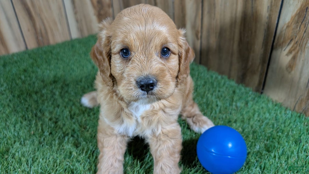 Cavapoo dogs for sale: Sprinkles Boy 2 - Image 6