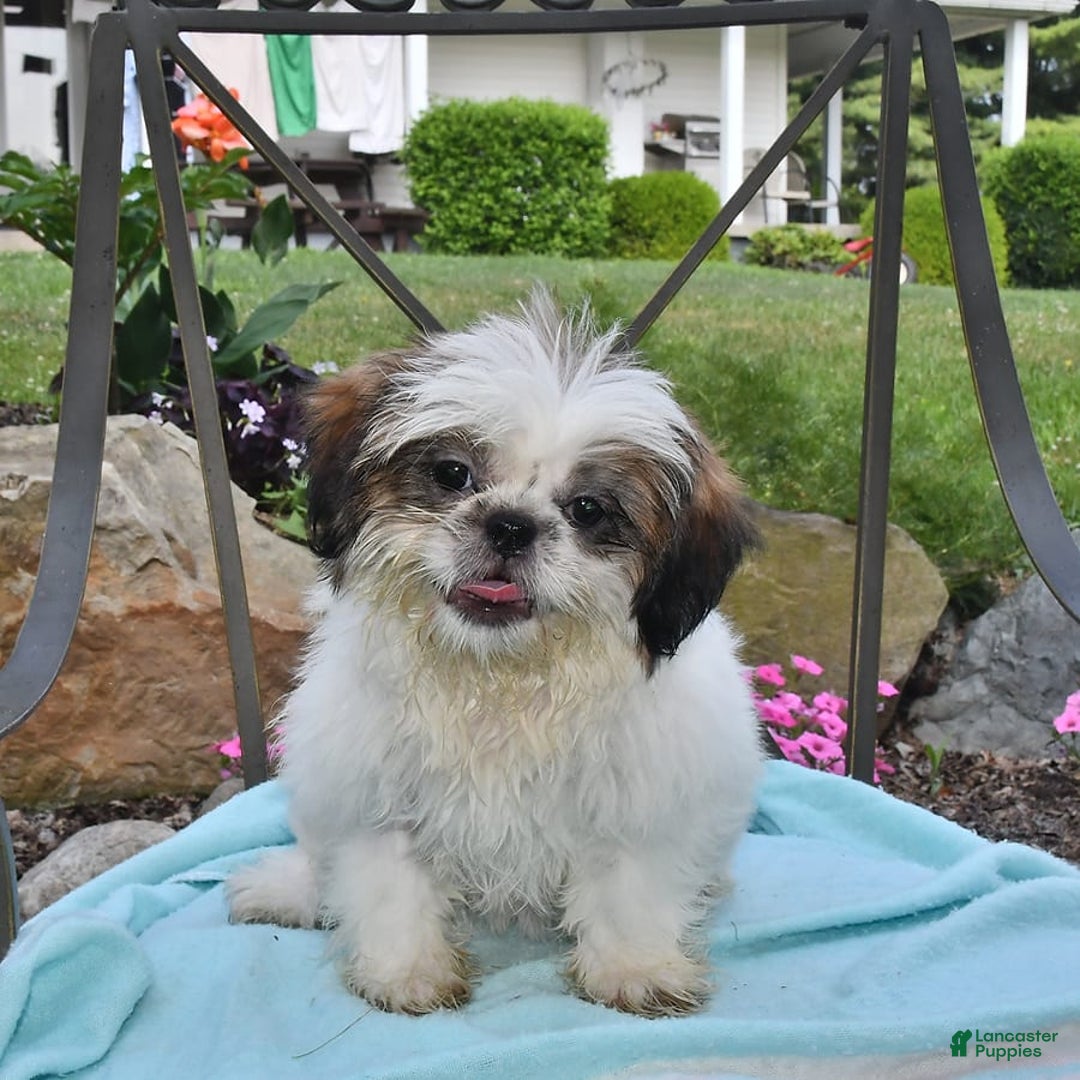 Shih Tzu dogs for sale: Spencer - Image 11