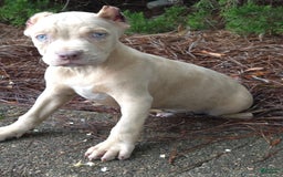 Cane Corso dogs for sale: Mr. Blue Eye Clouds - Image 2