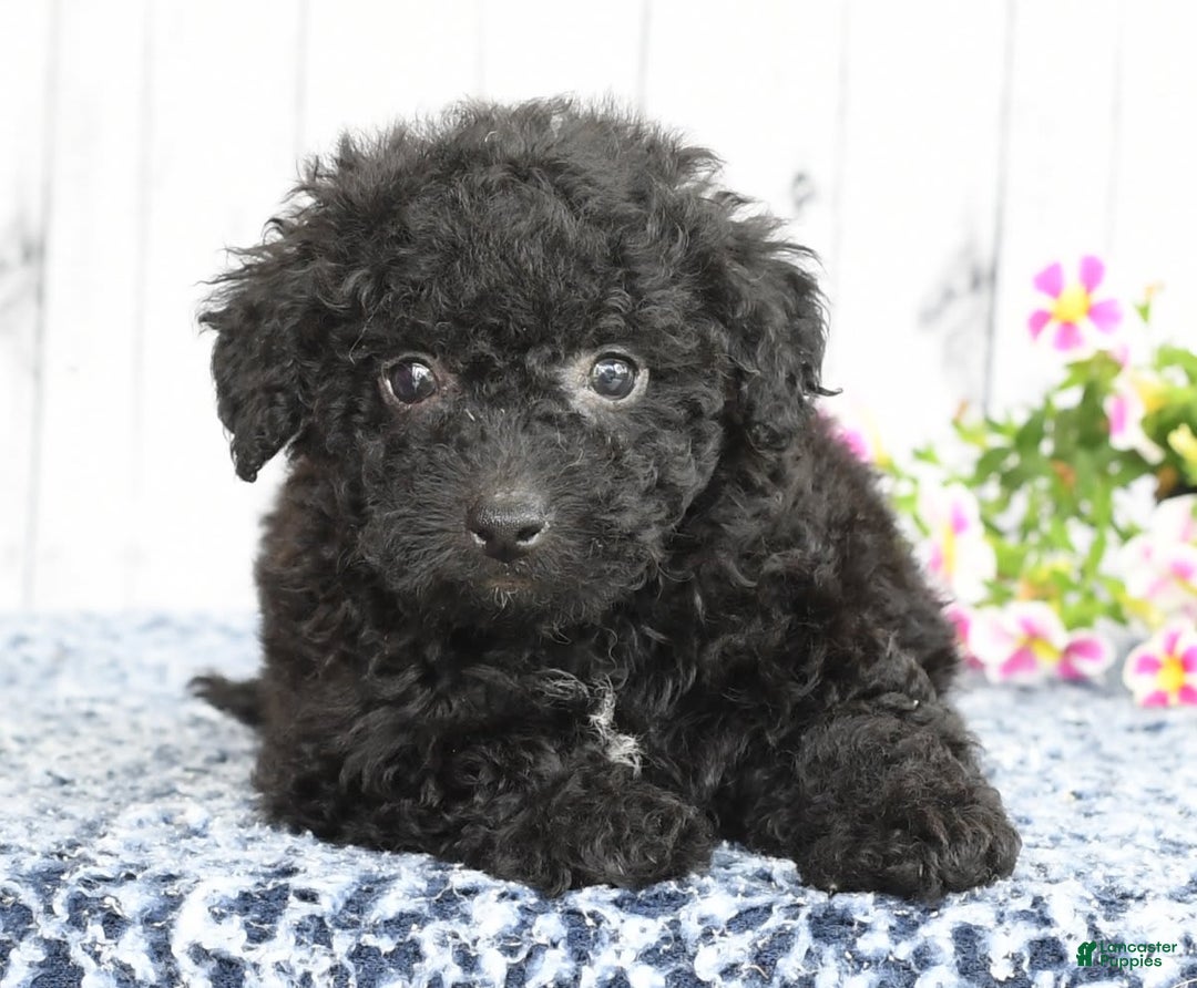 Havapoo dogs for sale: Alden - Image 4