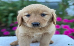 Golden Retriever dogs for sale: Treasure - Image 4