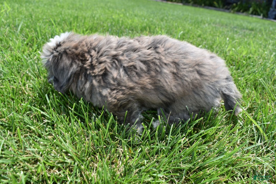 Havapoo dogs for sale: Zorro - Image 3
