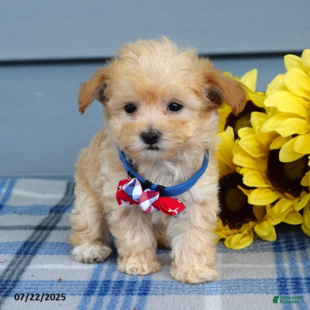 Maltipoo dogs for sale: Nixon - Image 1