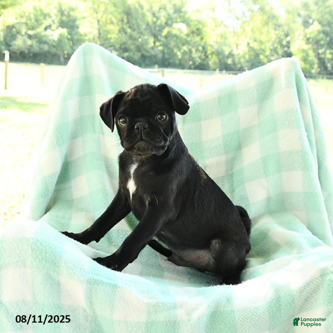 Pug dogs for sale: Knight - Image 5