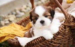 Shih Tzu dogs for sale: Brett - Image 2
