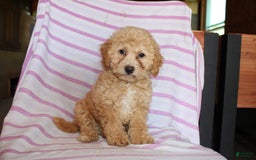 Cockapoo dogs for sale: Sunflower - Image 7