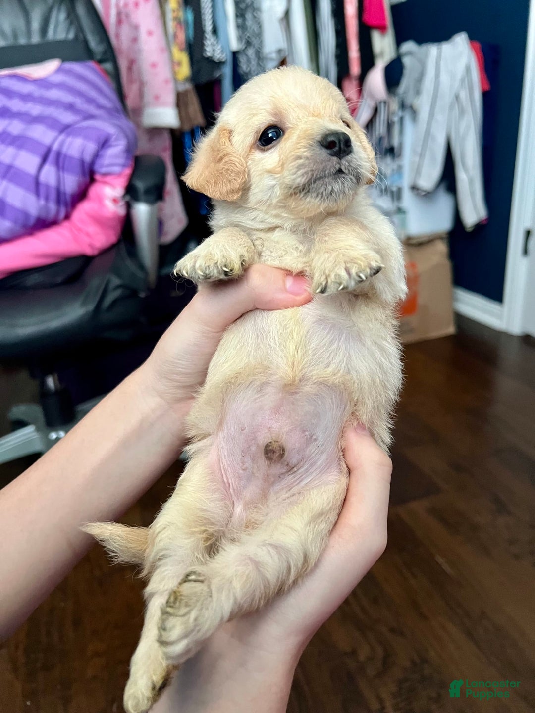 Maltipoo dogs for sale: Tommy - Image 3
