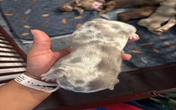 French Bulldog dogs for sale: Miss Missy - Image 4