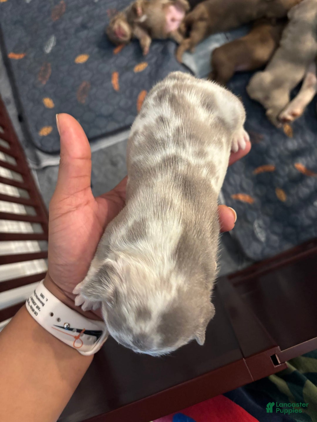 French Bulldog dogs for sale: Miss Missy - Image 4