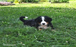 Bernese Mountain Dog dogs for sale: Virgil - Image 5