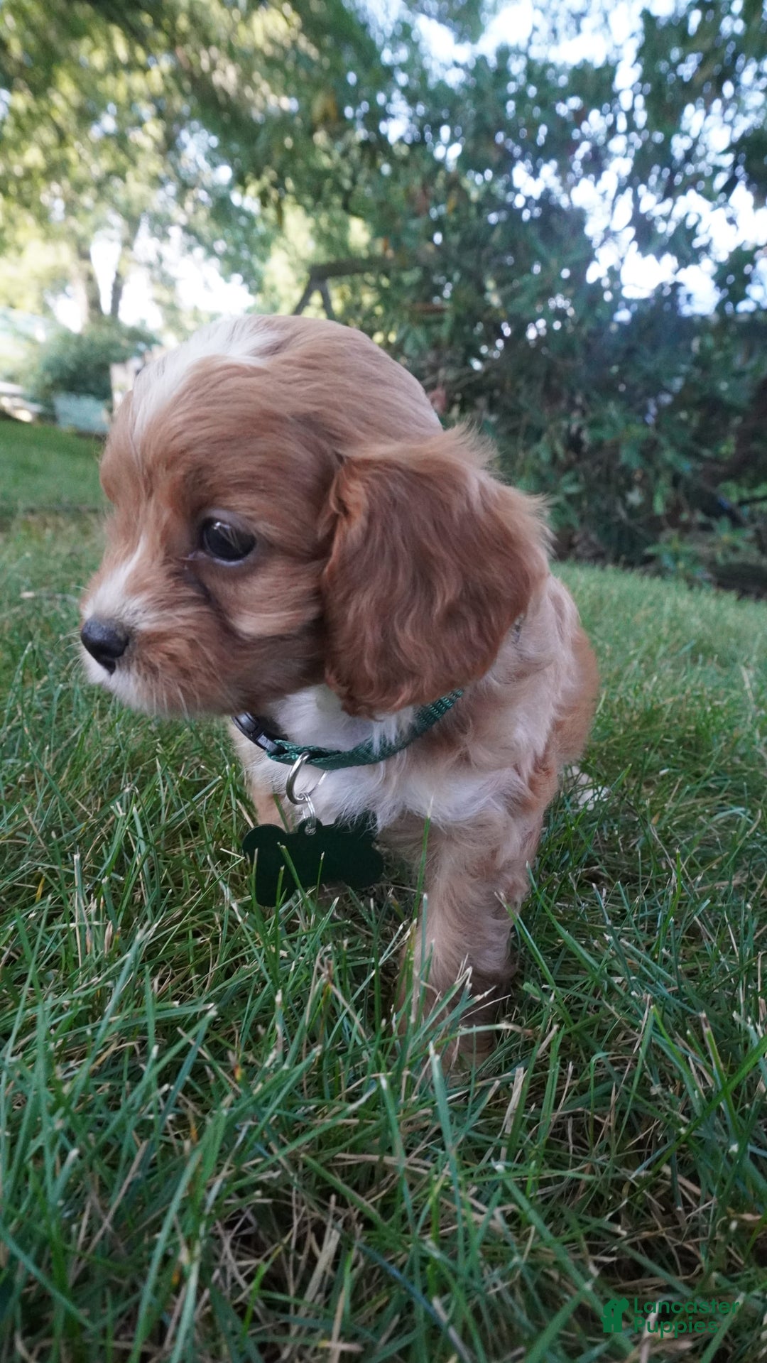 Cavapoo dogs for sale: Taffy - Image 10