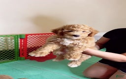 Bichpoo dogs for sale: Nick - Image 4