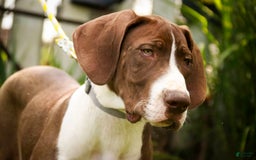 Great Dane dogs for sale: Jack - Image 14